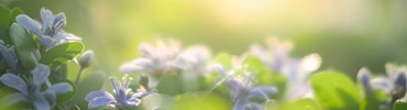 Les florales